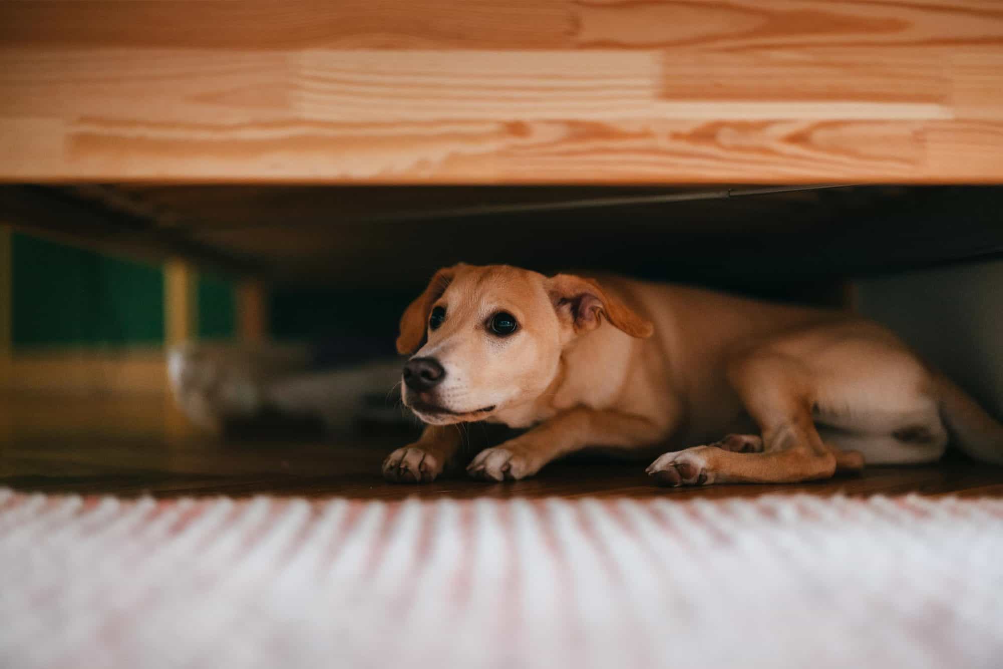 Dog boarding for anxious dogs hotsell