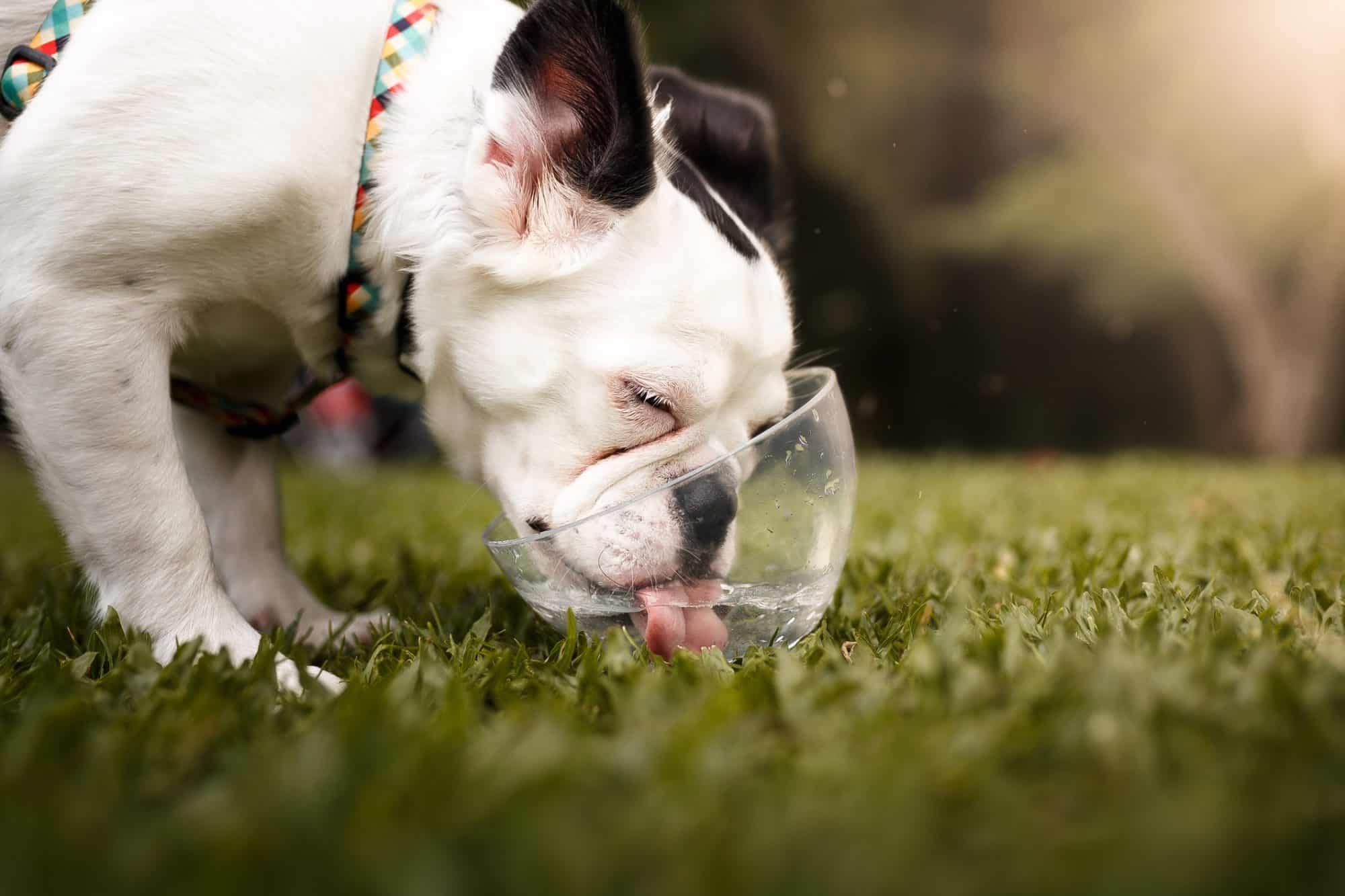 Dog Days of Summer: How to Keep Your Pup Safe and Happy in the Heat