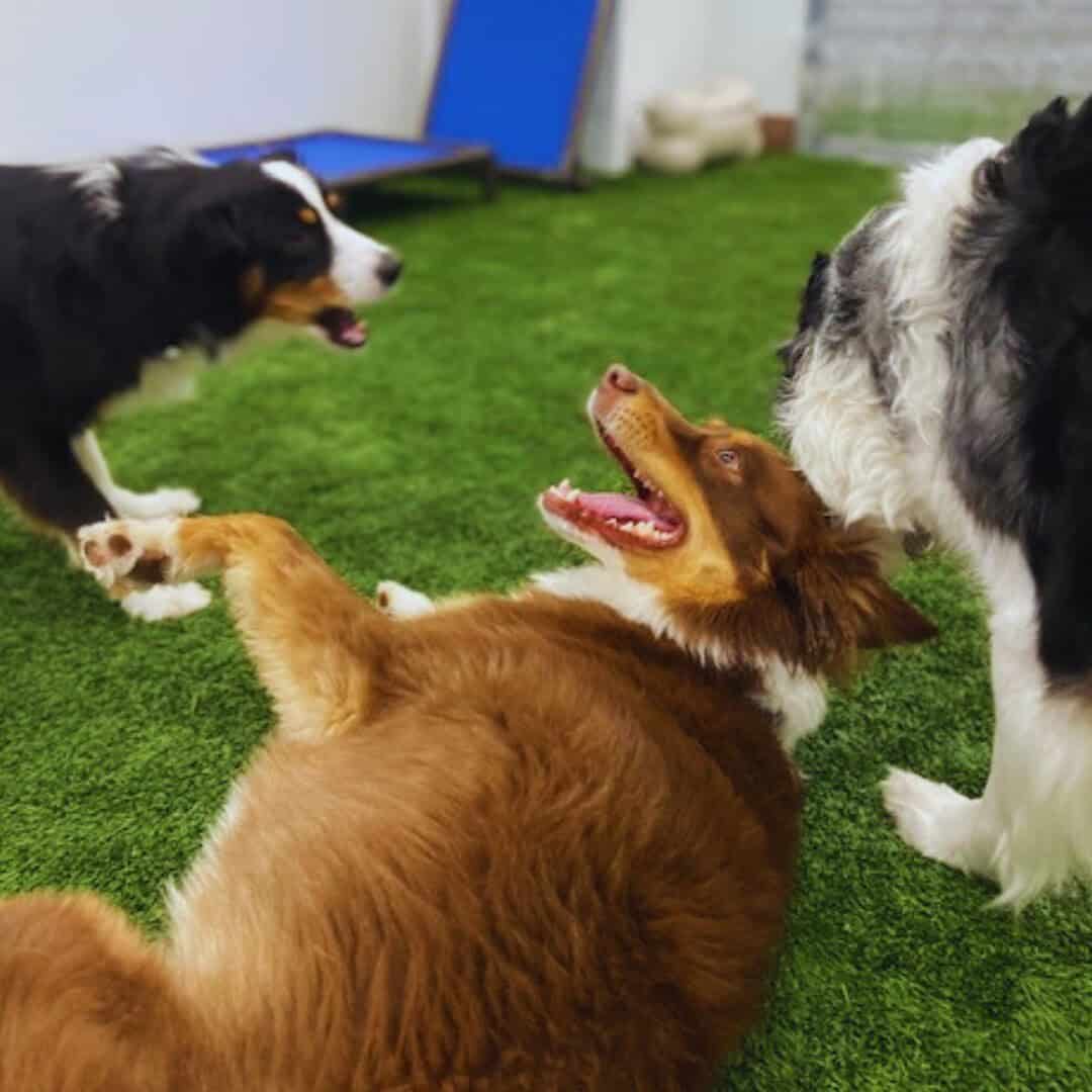 A Day in the Life of a Dog at Our Boarding Facility