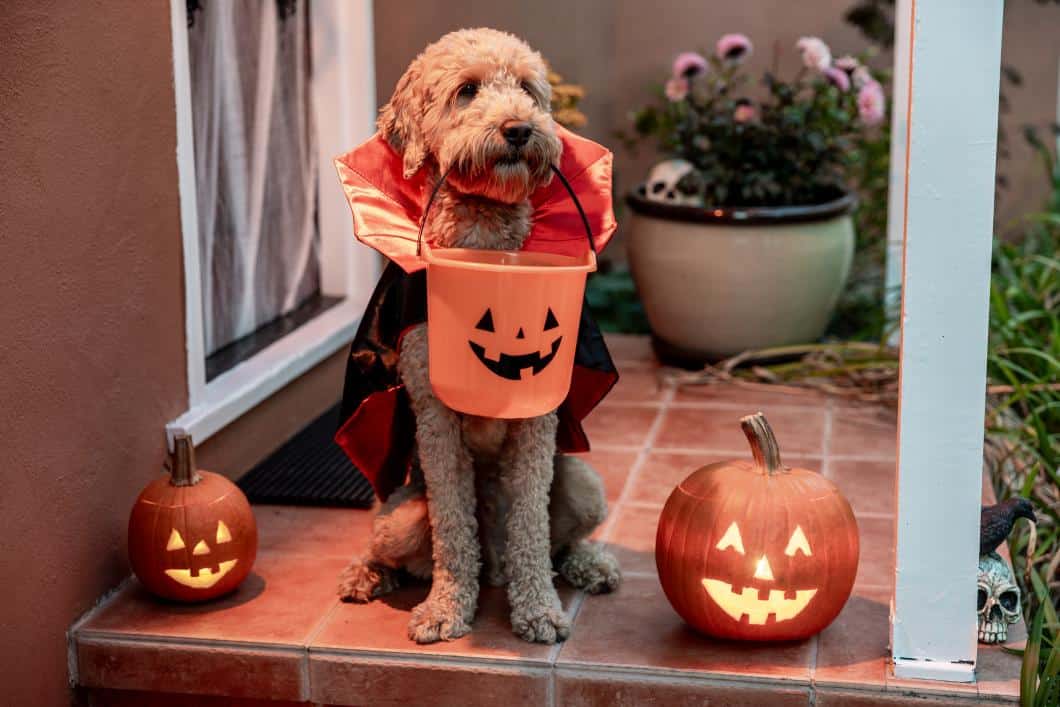 Halloween Safety Tips Every Pet Owner Should Know