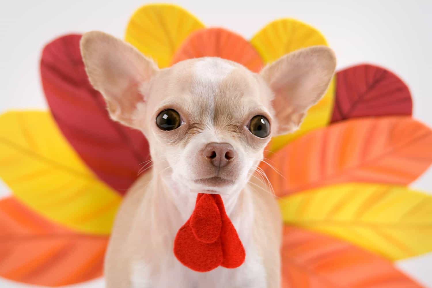 Thanksgiving Safety Tips for Dogs: Keeping Your Pup Safe During the Feast