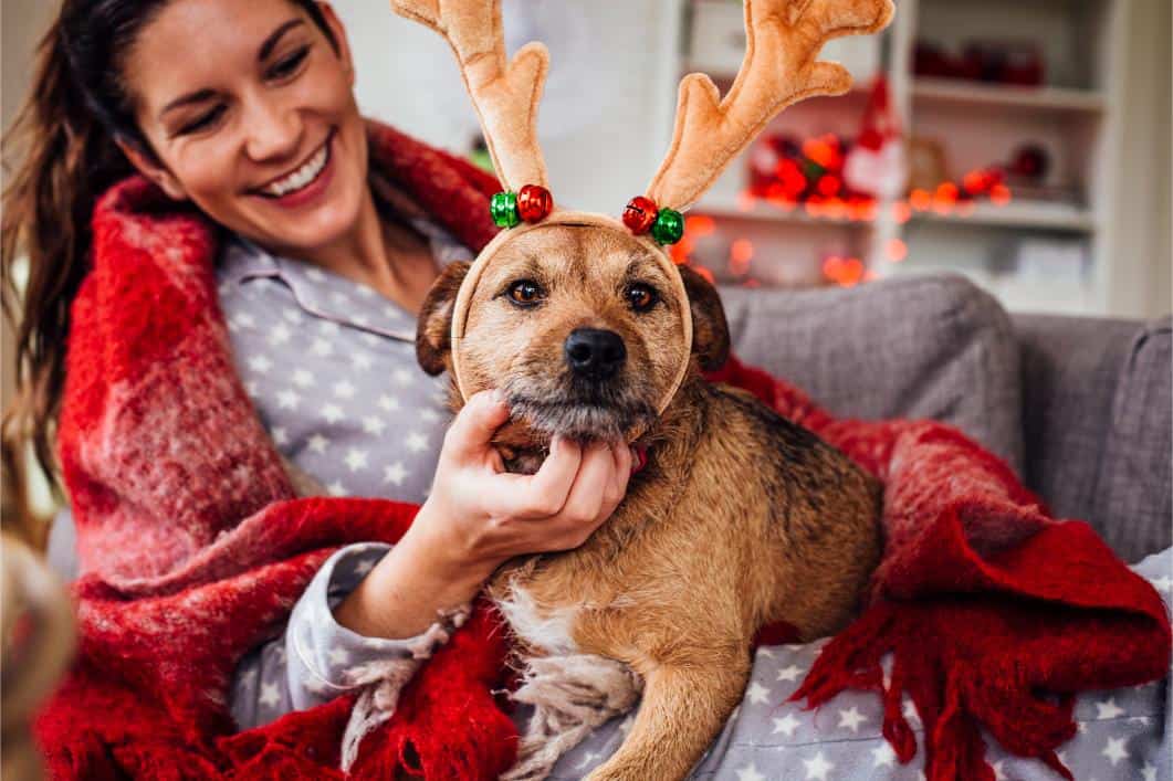 How to Keep Your Dog Calm During Holiday Gatherings