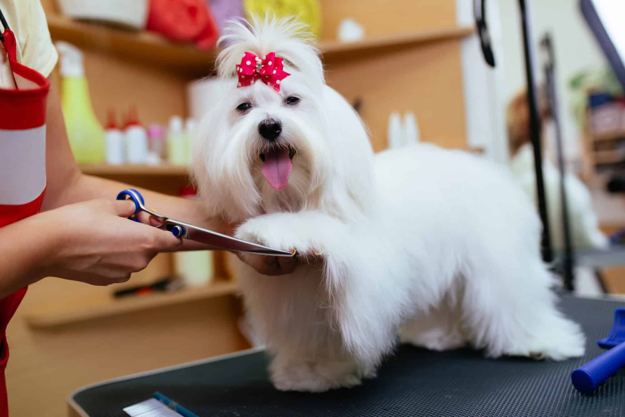 Why Regular Grooming Is Important for Your Dog’s Health