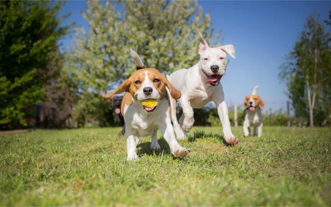 The Benefits of Regular Pet Exercise and Playtime