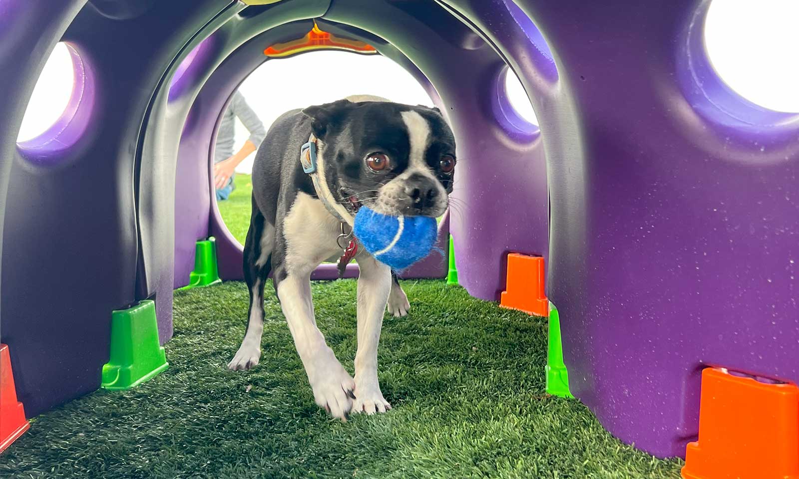 Dog playing in a plastic tunnel