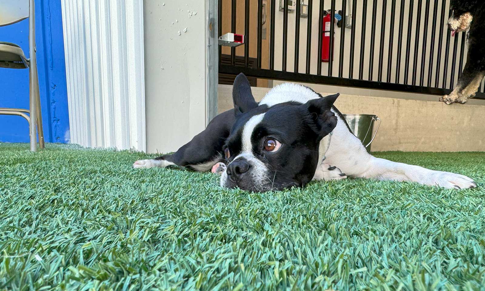 One of our pups resting after a play